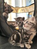 Bkh Tabby Kitten (Whiskas Katzen) in 41334