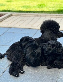 Reinrassige Zwergpudel Welpen in Tiefschwarz - Warstein