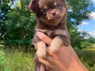 Chihuahua Welpe Rüde reinrassig Schoko Tricolor Langhaar - Lanitz-Hassel-Tal