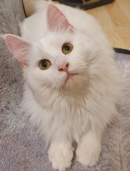 Maine coon Katze weiß - Kandel