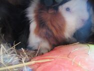 Meerschweinchen abzugeben - München