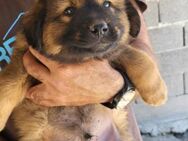 Sonny 💗 aufgeweckter Bub sucht Liebe - Hamburg