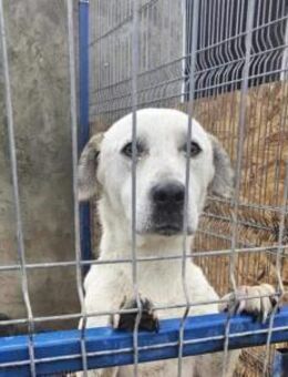 Schöner Cosmo sucht seine Leute! - Mannheim