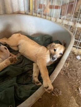 Rania, jung, freundlich und aufgeweckt - Bochum