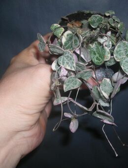 string of heart variegata - Gladbeck