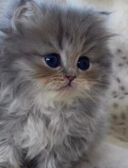 Wunderschöne Perserkitten - Ravensburg