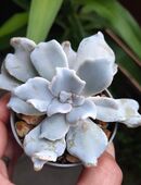 Sukkulente: Echeveria Crispy Beauty in 53840