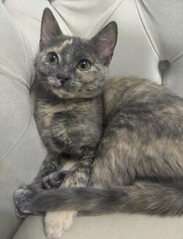 Babykatze (5 Monate) sucht ein liebevolles Zuhause 🐾 - Aalen