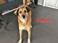 JAMBA ❤ sucht Zuhause - Langenhagen