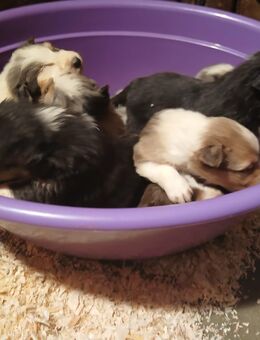 Welpen Australien Shepherd - Asendorf (Landkreis Diepholz)