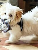 Havaneser Mädel sucht "IHRE Menschen" mit viel Herz und Geduld ! in 56858