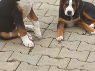 Bernersennen Beagle Mix - Hilbersdorf