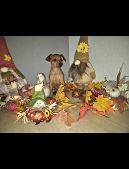Zwergpinscher Welpe - Frankfurt (Main)
