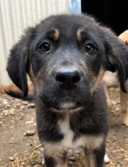 Jack ♥️ - Kallmünz