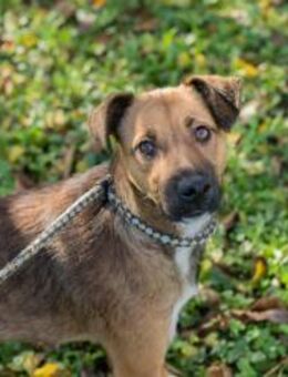 ANDJA - fröhlich, nett und aktiv - Overath