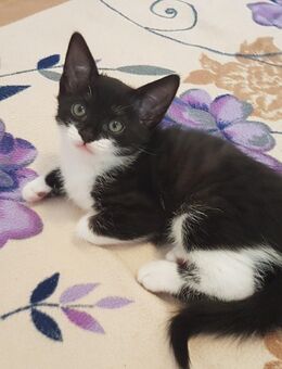 Babykatzen, Kitten, Katze (weiblich 1) - Greven (Nordrhein-Westfalen)