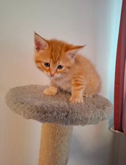 Main Coon Waldkatze Mischling - Essenbach
