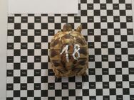 Es sind noch Griechische Landschildkröten zur Abgabe - Erfurt