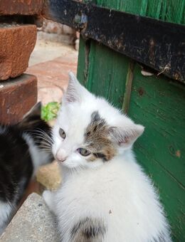 Katze Kitten 13 Wochen alt Kater Hauskatze zutraulich - Sülzetal