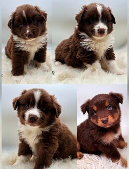 Miniature Australian Shepherd Welpen mit Papieren - Kyffhäuserland