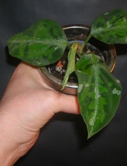 agleomena pictum tricolor - Gladbeck