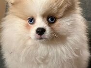 Blauäugiger Pomeranian-Welpe (11 Wochen) sucht Forever-Home - Hamburg