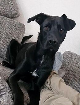 Loki sucht ein Zuhause für immer! - Mönchengladbach