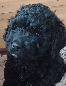 Welpe Spanischer Wasserhund Perro - Küllstedt