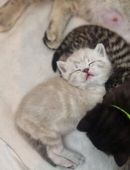 Reinrassige BKH Kitten in SONDERFARBEN - Stuttgart