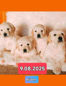 Golden Retriever Welpen weiße - Andervenne