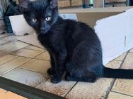 Katzenbabys sofort abzugeben - Rösrath