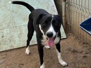 ❣️Zarte Ella sucht ein Herzenszuhause❣️ - Eislingen (Fils)
