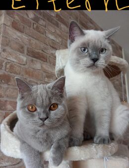 BKH Kitten in blau. Britischkurzhaar Katzen. - Aschaffenburg