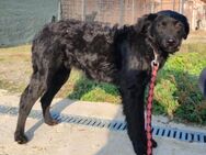 ♥Amber♥ noch schüchtern; braucht Liebe - Hamburg