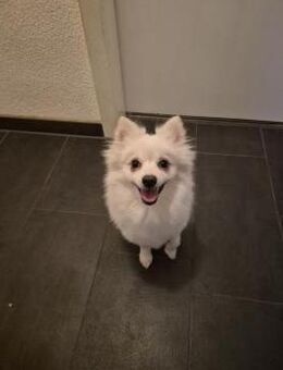 Lilly - aktive Hündin - Tettau (Bayern)