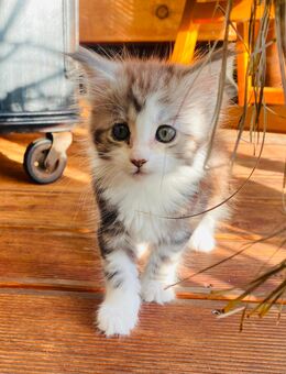 Funny ...Reinrassiges Maine Coon Kitten mit Stammbaum - Bottrop