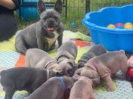 6 wundervolle Französische Bulldoggen-Welpen suchen ein liebevolles Zuhause!<3 - Genthin