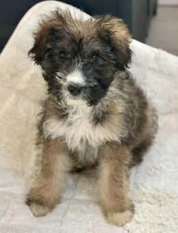 Zuckersüsser Welpenjunge Bernie - Koblenz