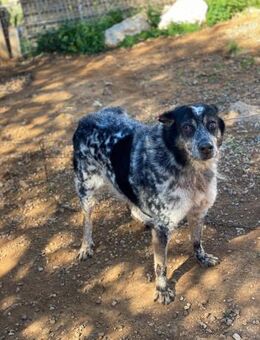 Pierros sucht sein Körbchen - Kropp