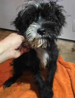 Ein fröhliches Hundekind sucht seine Fam - Meuselwitz