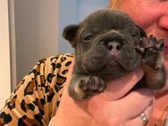 Französische Bulldoggen Babies abzugeben - Blue tan - Hamminkeln Zentrum