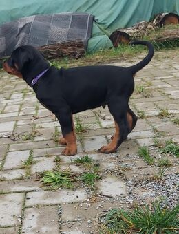 Rottmann Welpen - Elmenhorst (Mecklenburg-Vorpommern)