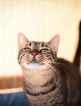 Dora aus dem Tierschutz - Grevenbroich