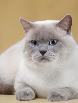 Deckkater Kater BKH Reinrassig - Feuchtwangen