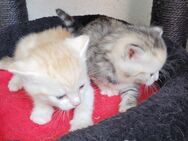 Bkh -Mix Kitten - Berlin Marzahn-Hellersdorf