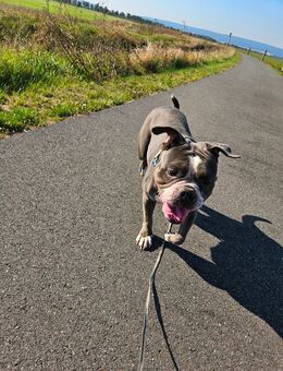 Old Englisch Bulldog Hündin - Heldrungen Zentrum