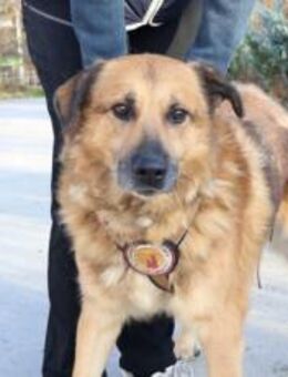 Hi, ich bin Donny. Adoptierst du mich? - München
