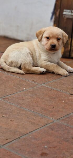 Labrador Retriever Welpen - Schrozberg