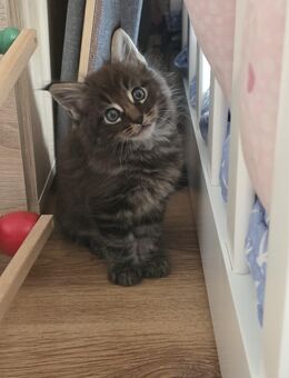 Katzenbabys - Salzgitter