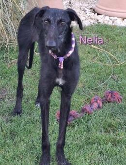 Nelia- jung und dynamisch 02/25 DE - Ruppertsecken